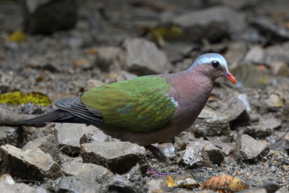 Asian Emerald Dove - ML645190594