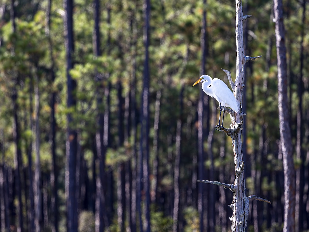 Great Egret - ML645190596