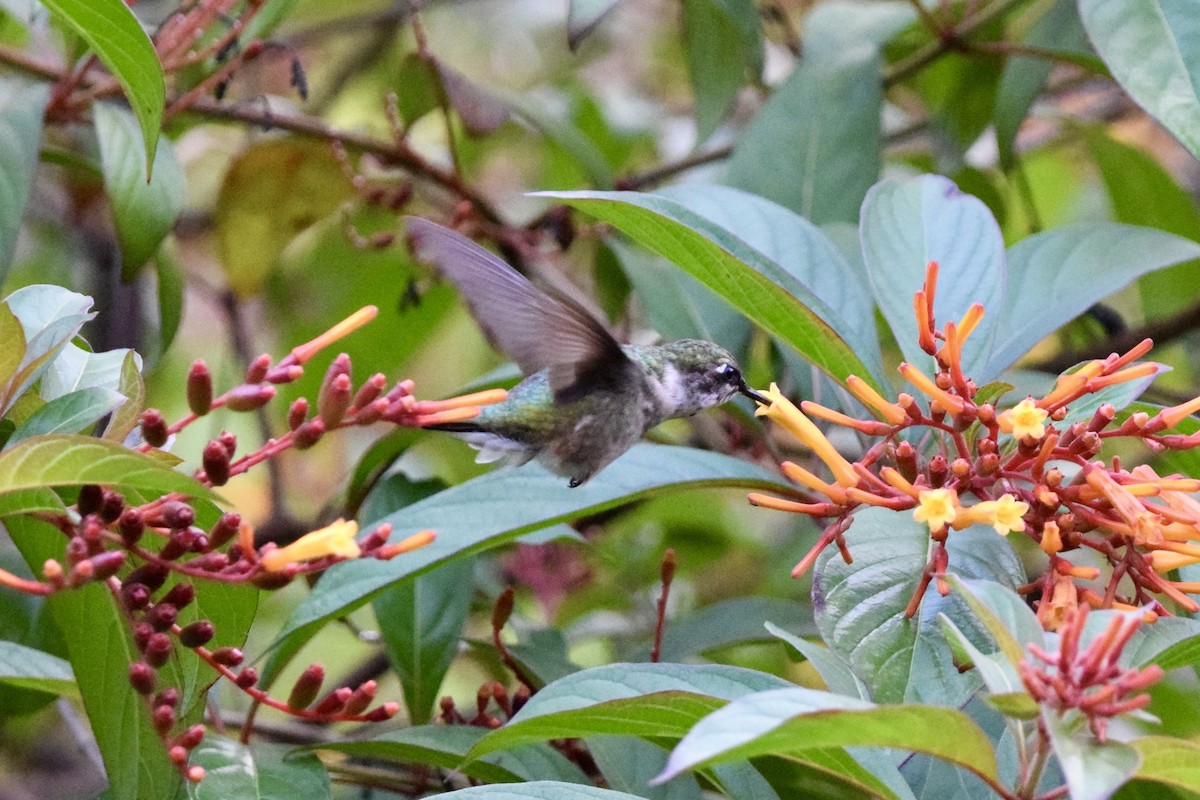 Колібрі рубіновогорлий - ML645190602