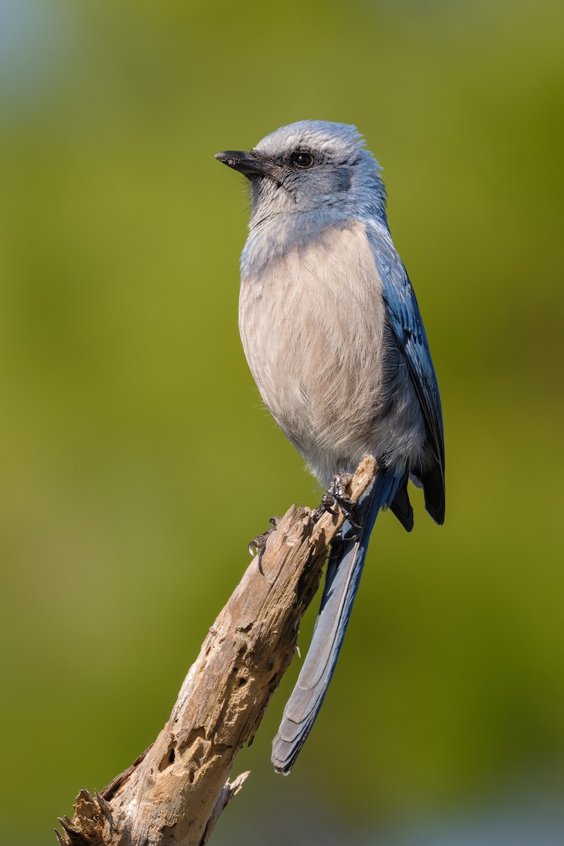 Флоридская сойка - ML645190603