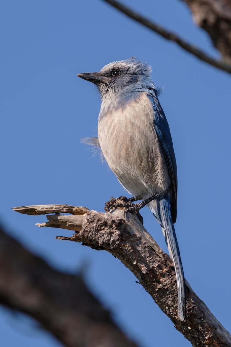 Флоридская сойка - ML645190606