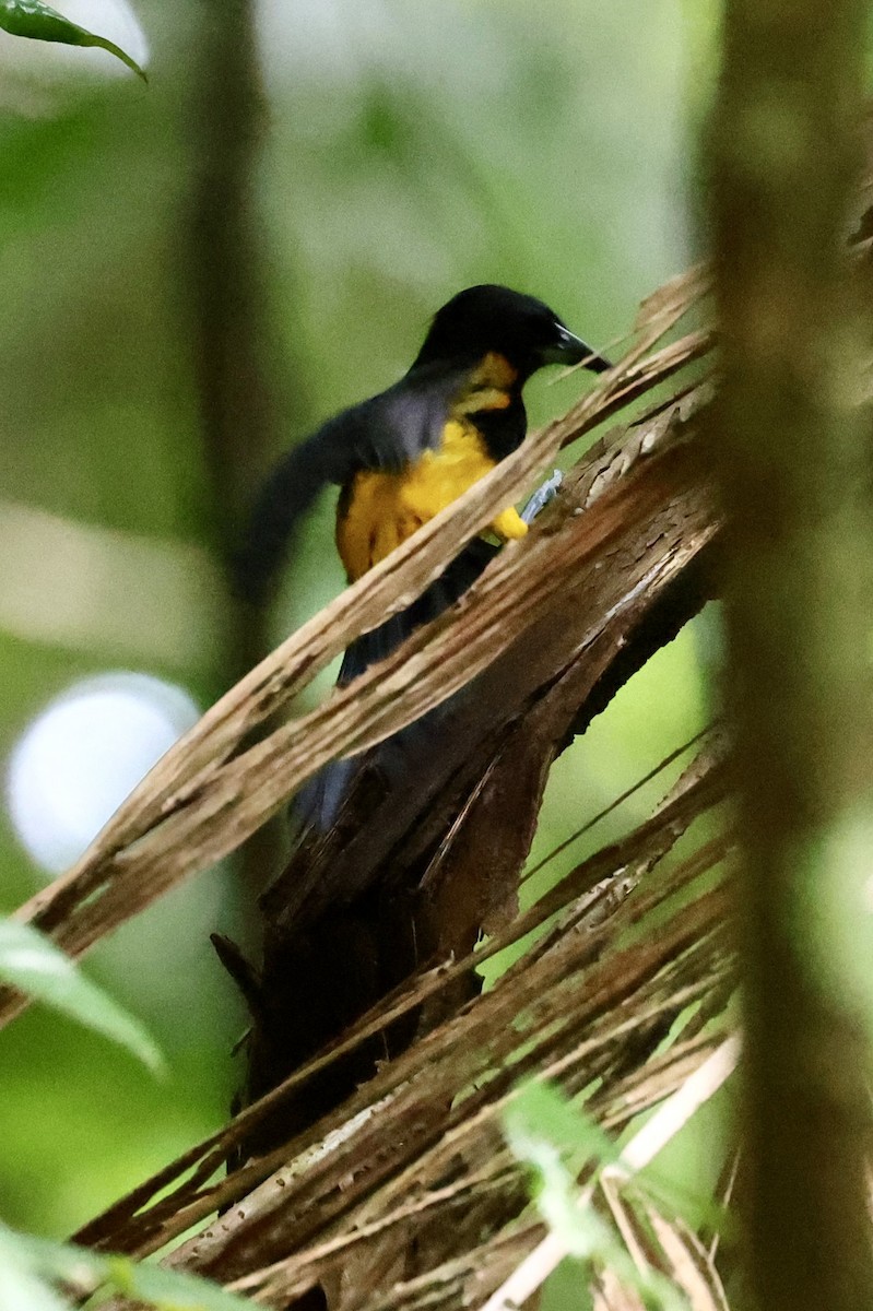 St. Lucia Oriole - ML645190607