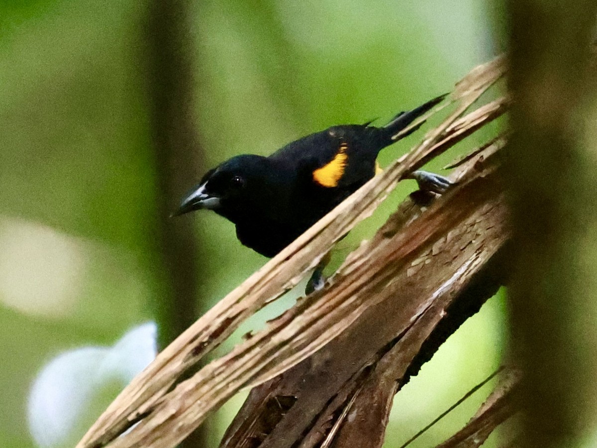 St. Lucia Oriole - ML645190608