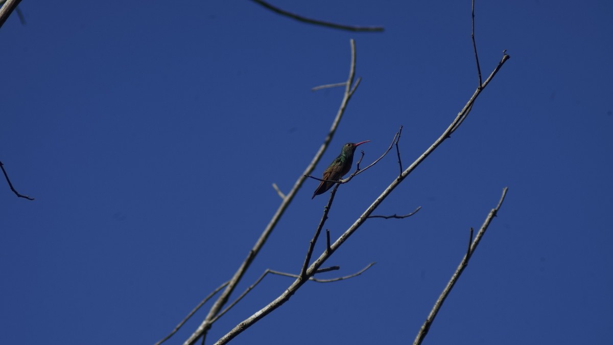 Buff-bellied Hummingbird - ML645190617