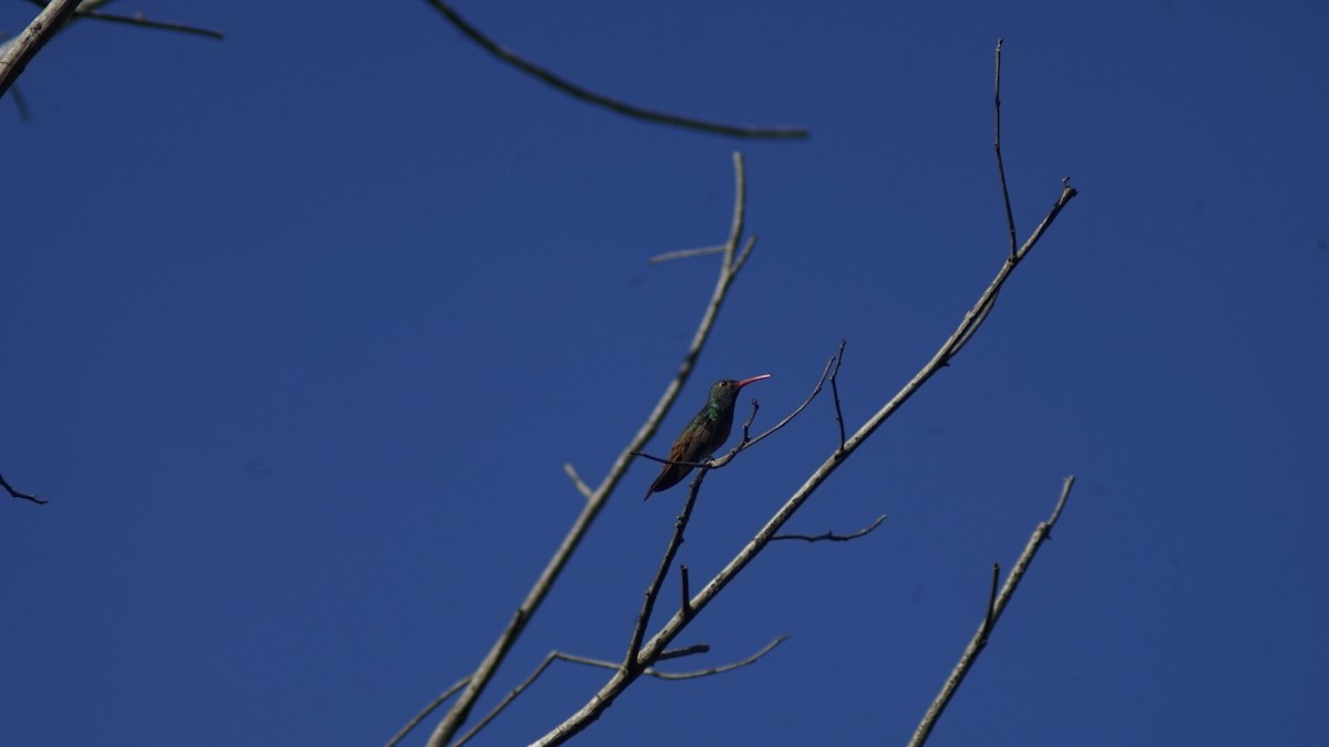 Buff-bellied Hummingbird - ML645190618