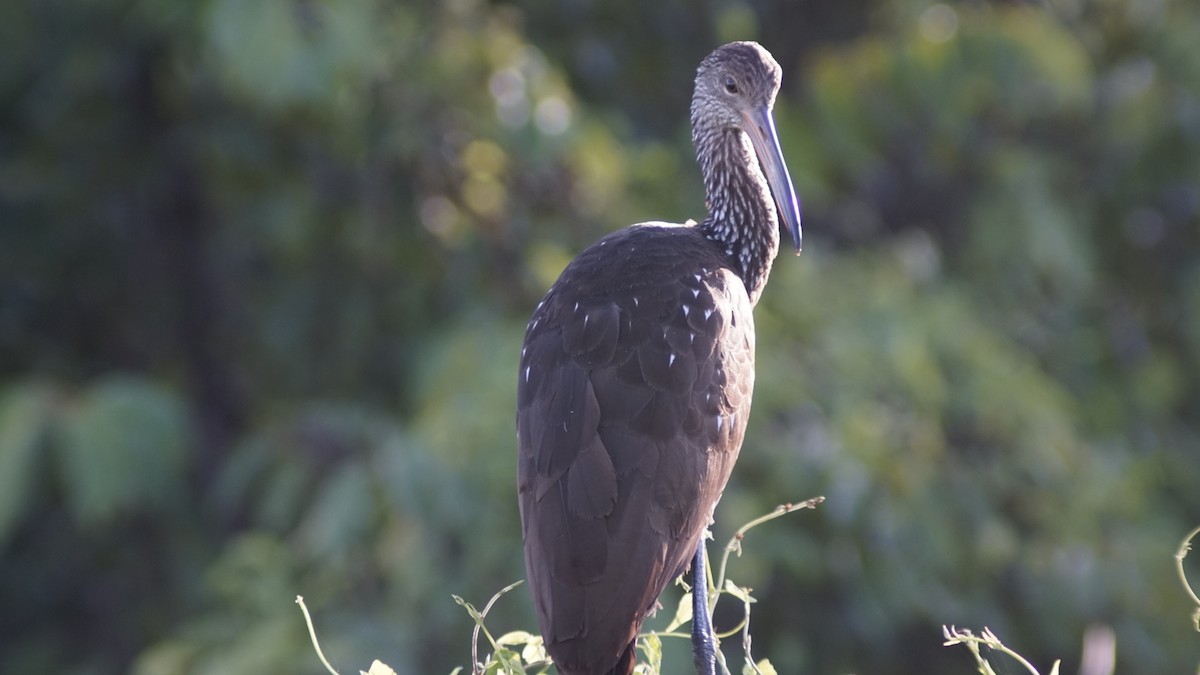 Limpkin - ML645190621