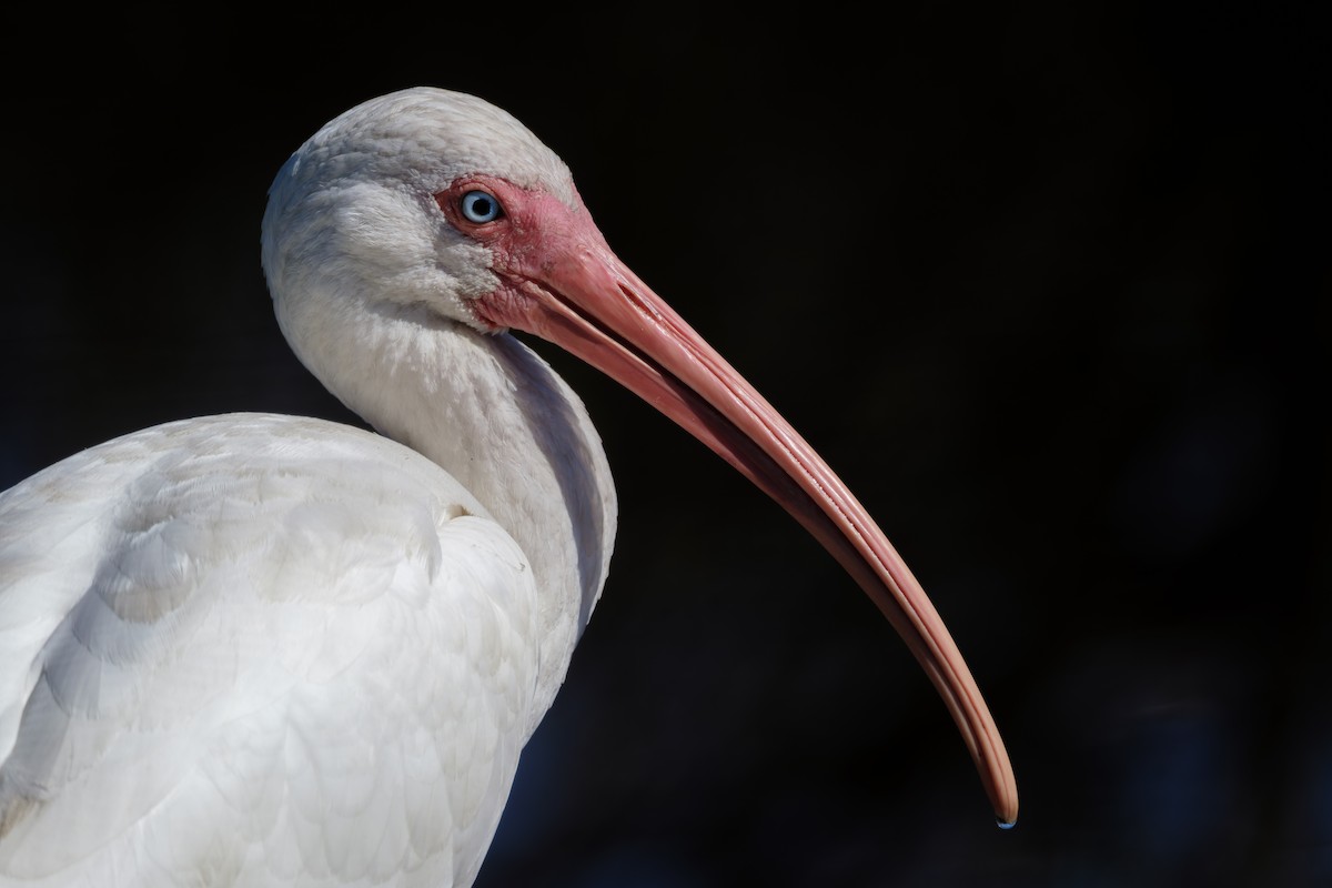 Белый ибис - ML645190628