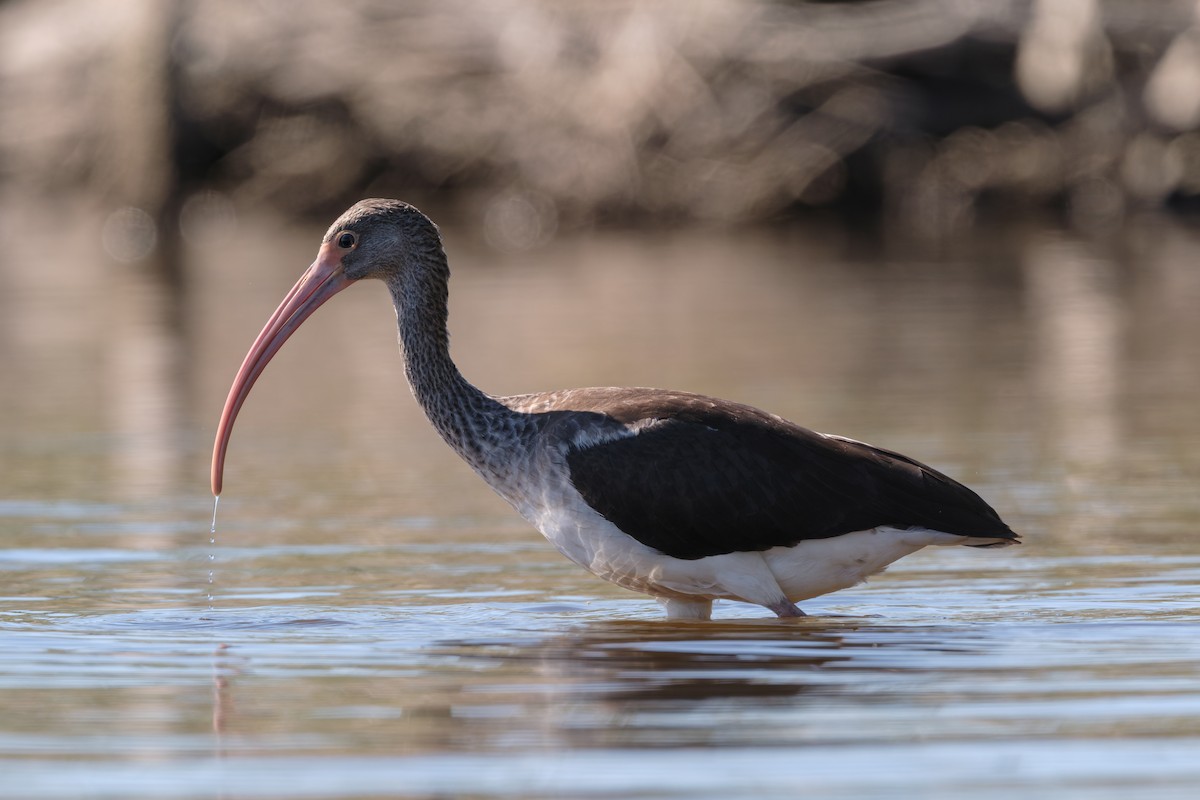 Белый ибис - ML645190629