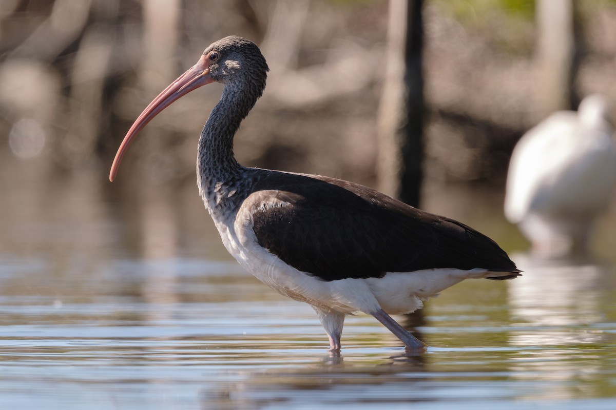 Белый ибис - ML645190630