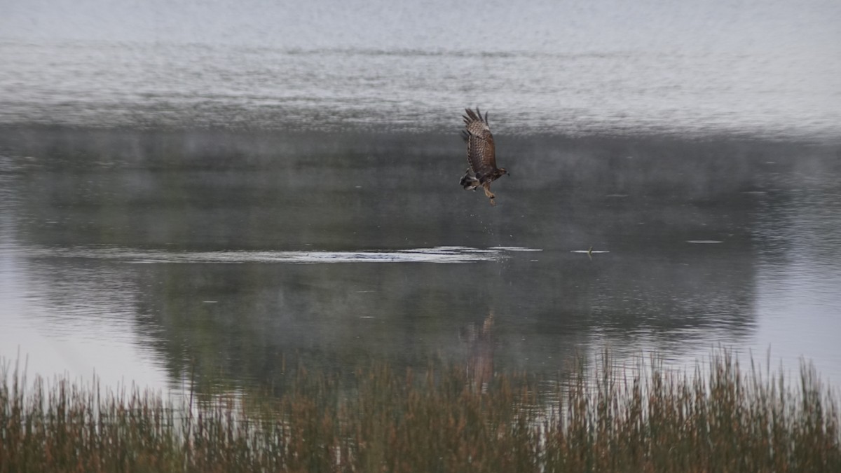 Snail Kite - ML645190634