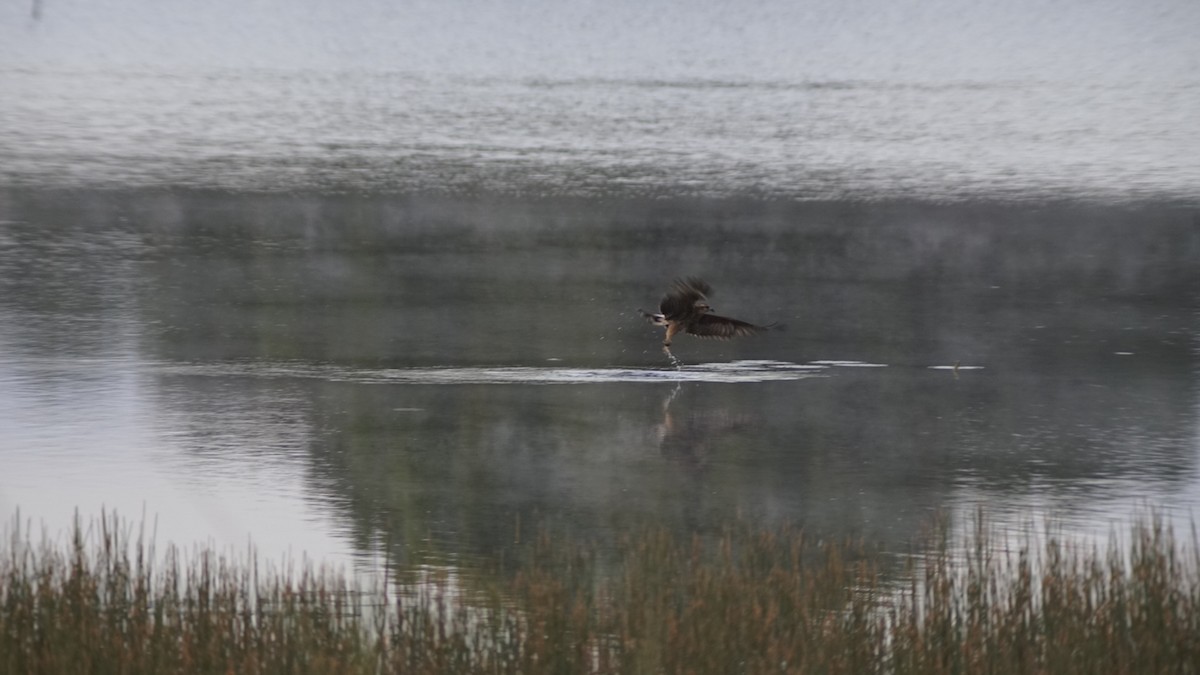 Snail Kite - ML645190635
