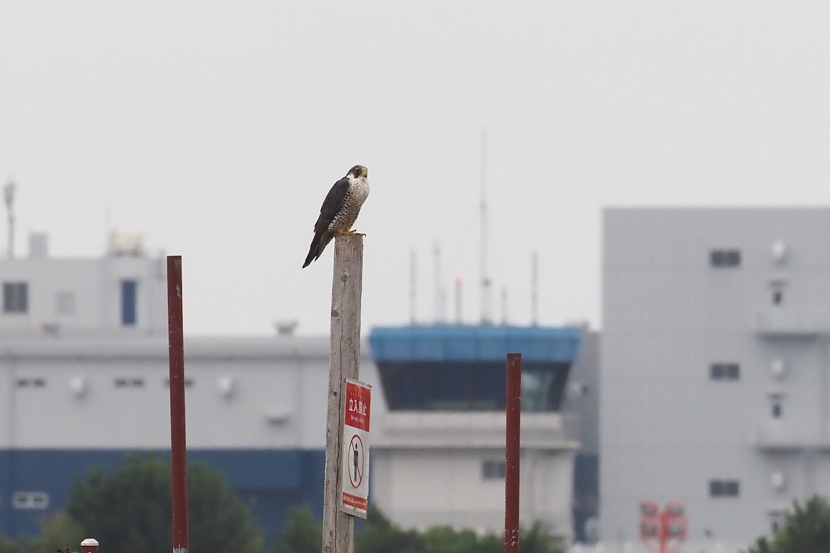 sokol stěhovavý - ML645190637