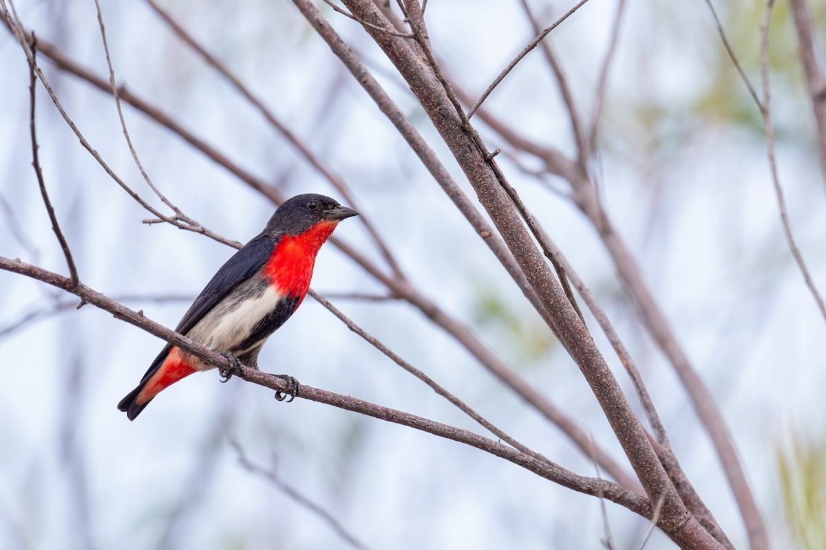 Mistletoebird - ML645190638