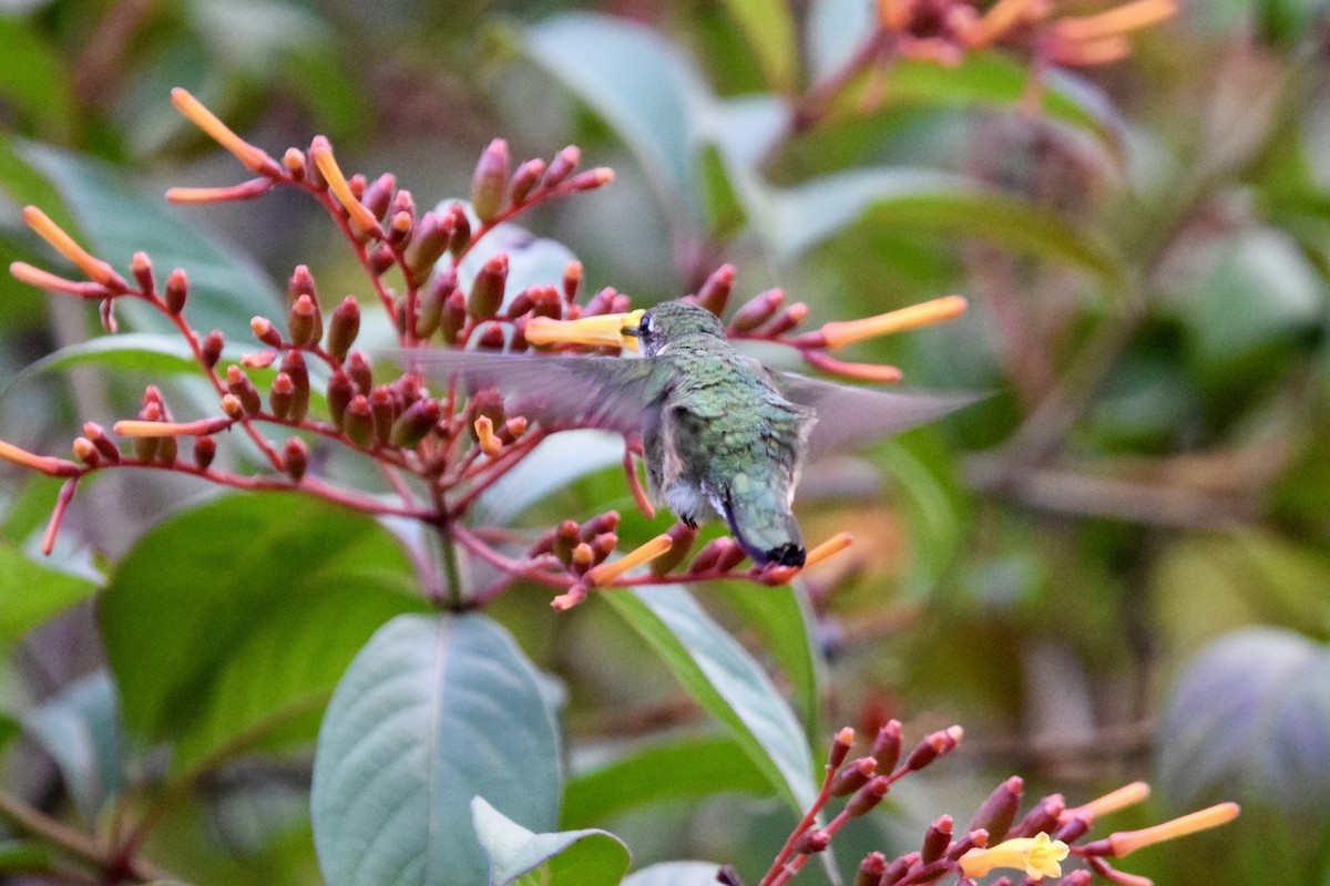 Рубиновогорлый колибри - ML645190639