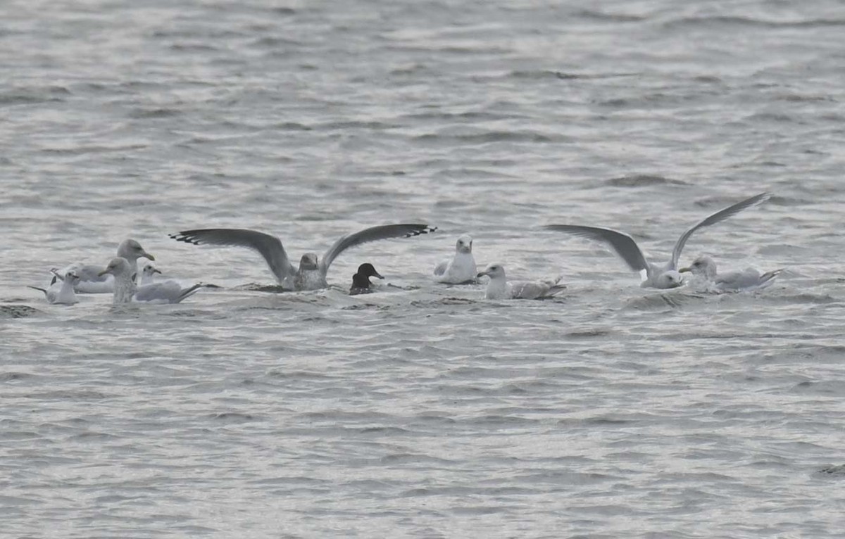 Полярная чайка - ML645190641