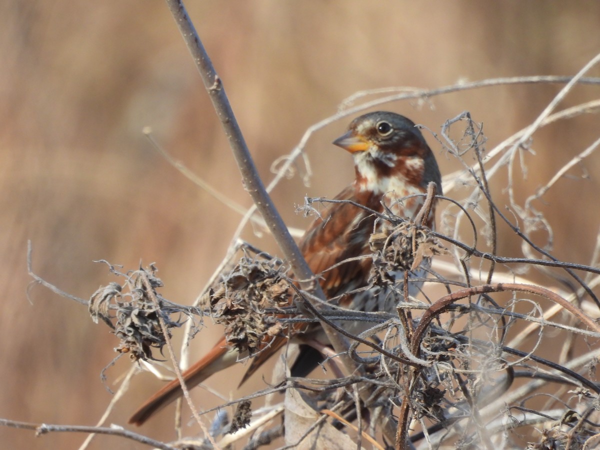 Пестрогрудая овсянка (Лисья) - ML645190642