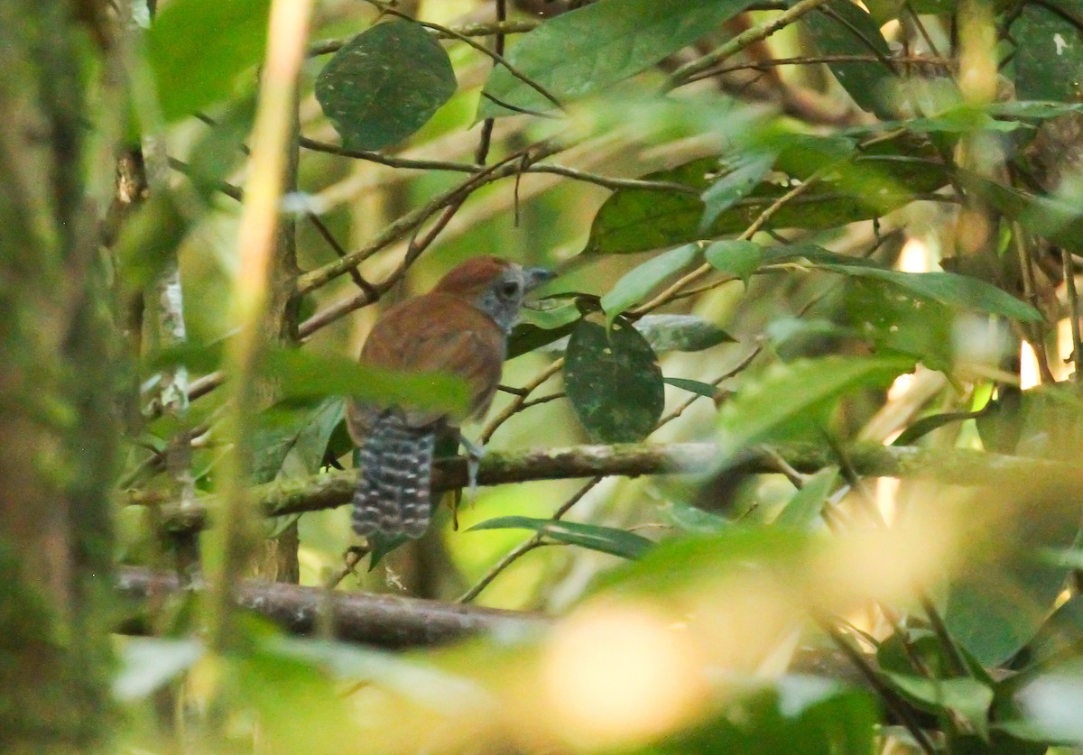 Черногорлая тараба - ML645190646