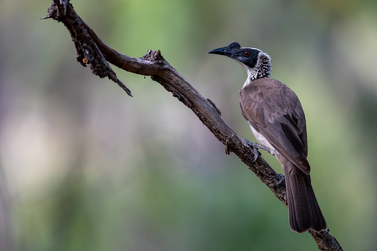 Седой кожеголов - ML645190647