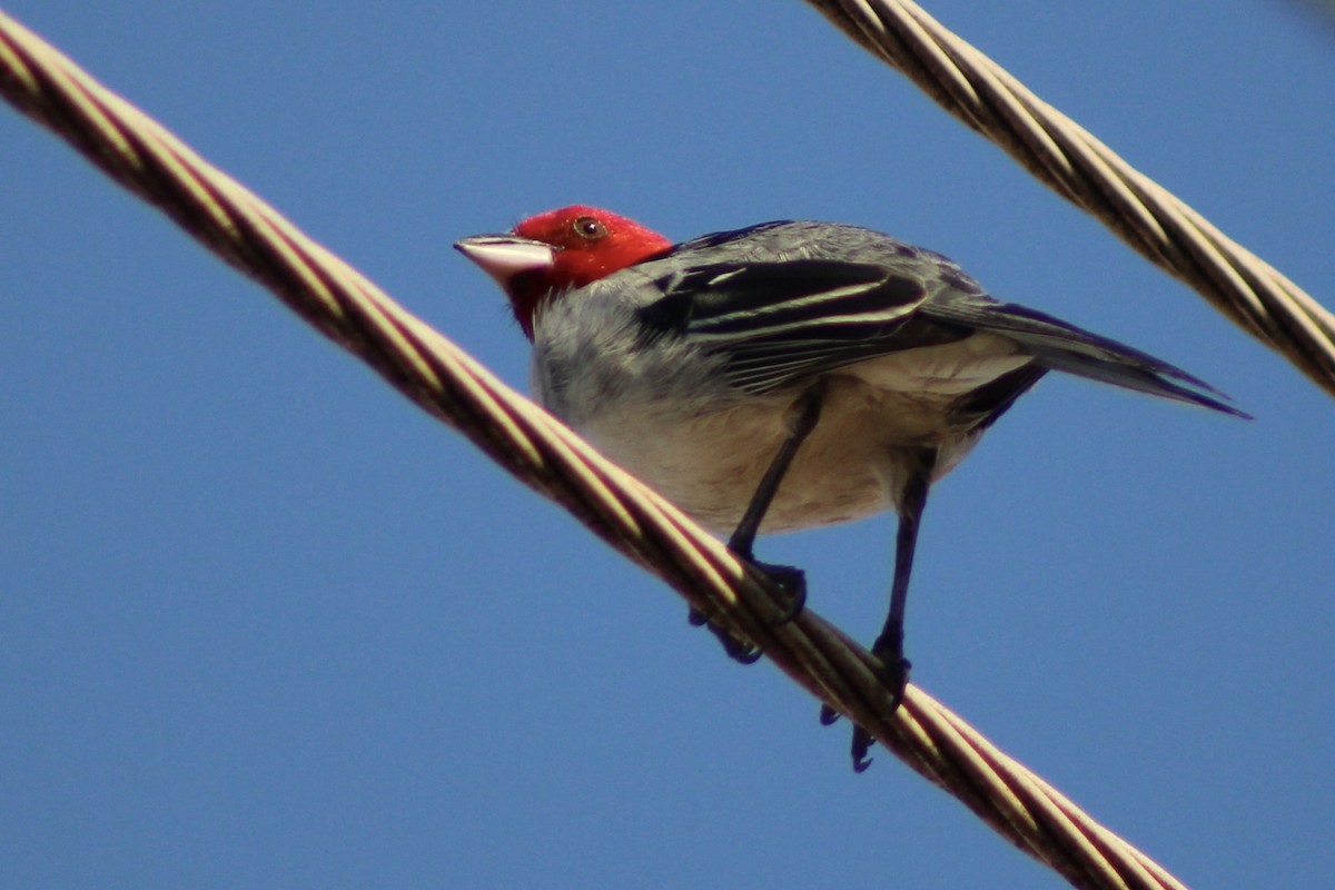 Доминиканская танагра-кардинал - ML645190648