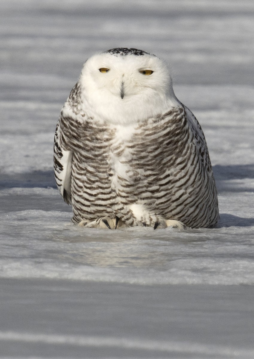 Белая сова - ML645190649