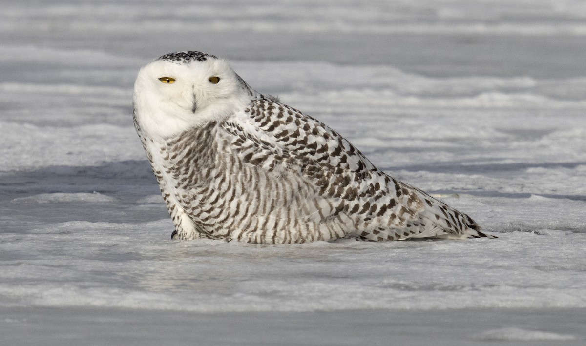 Белая сова - ML645190650