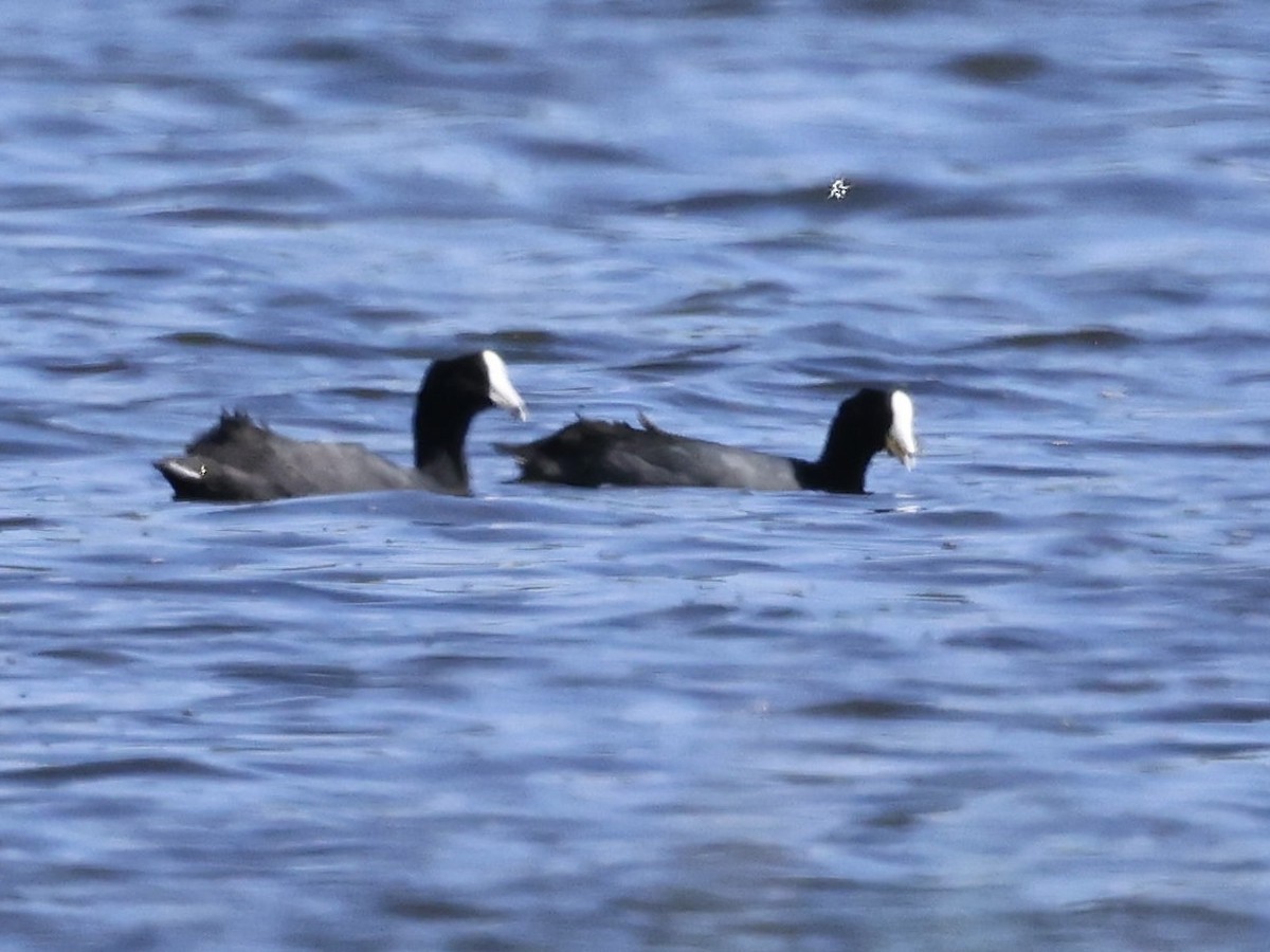 Американская лысуха - ML645190652