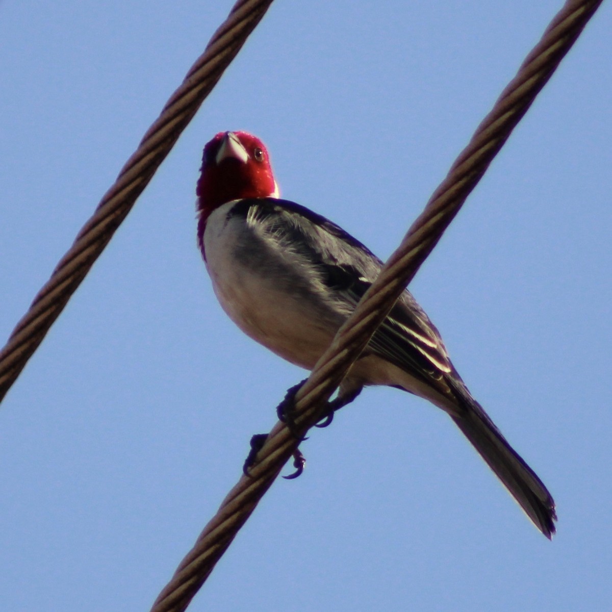 Доминиканская танагра-кардинал - ML645190653