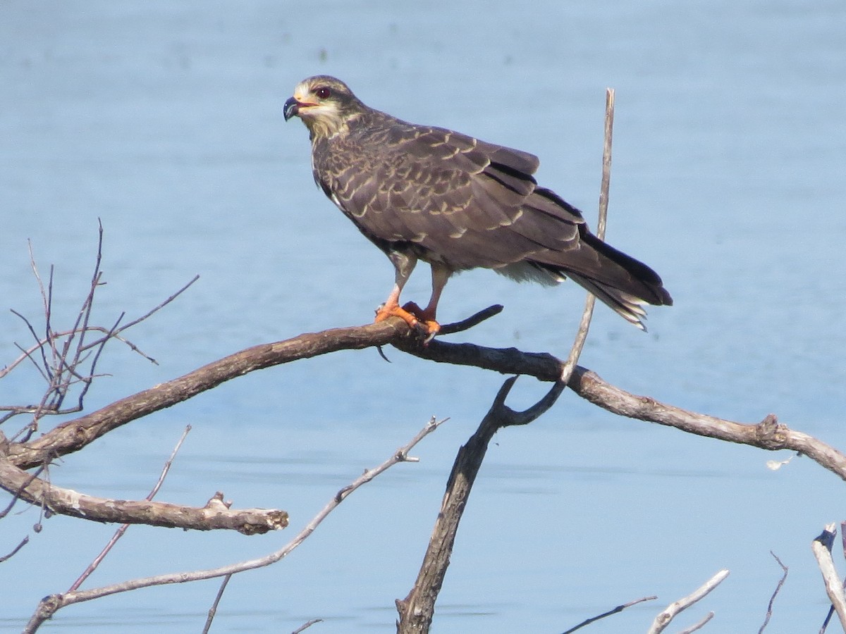 Snail Kite - ML645190654