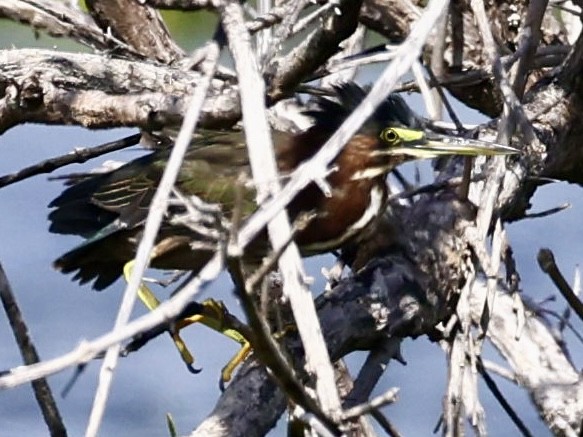 Зеленоспинная цапля - ML645190656