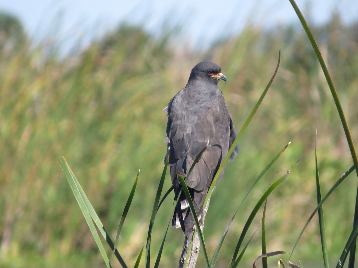 Snail Kite - ML645190657