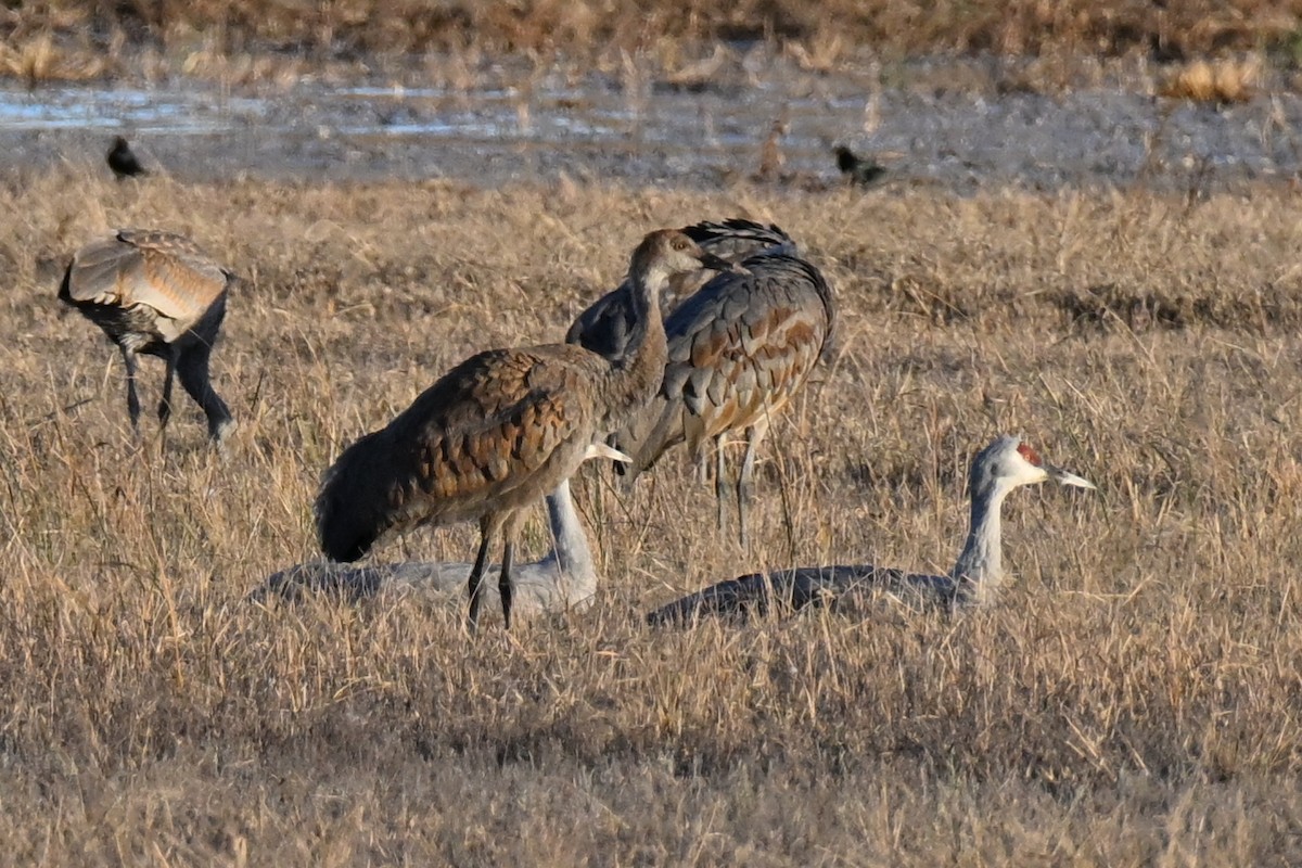 Канадский журавль - ML645190658