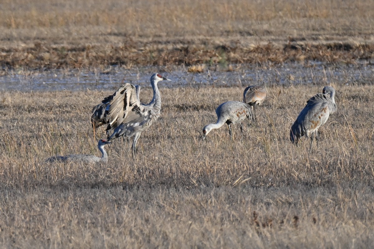 Канадский журавль - ML645190659