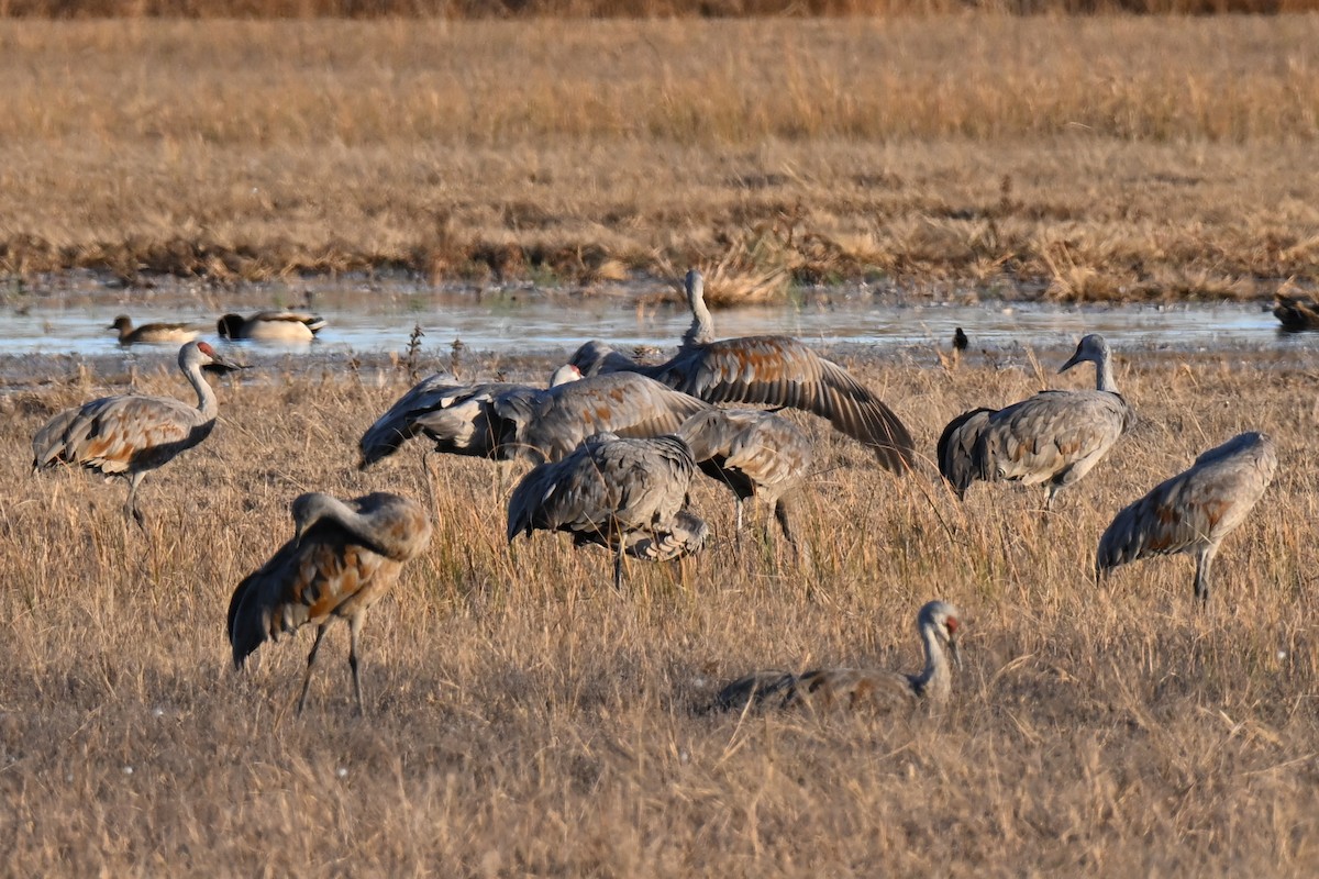 Канадский журавль - ML645190660