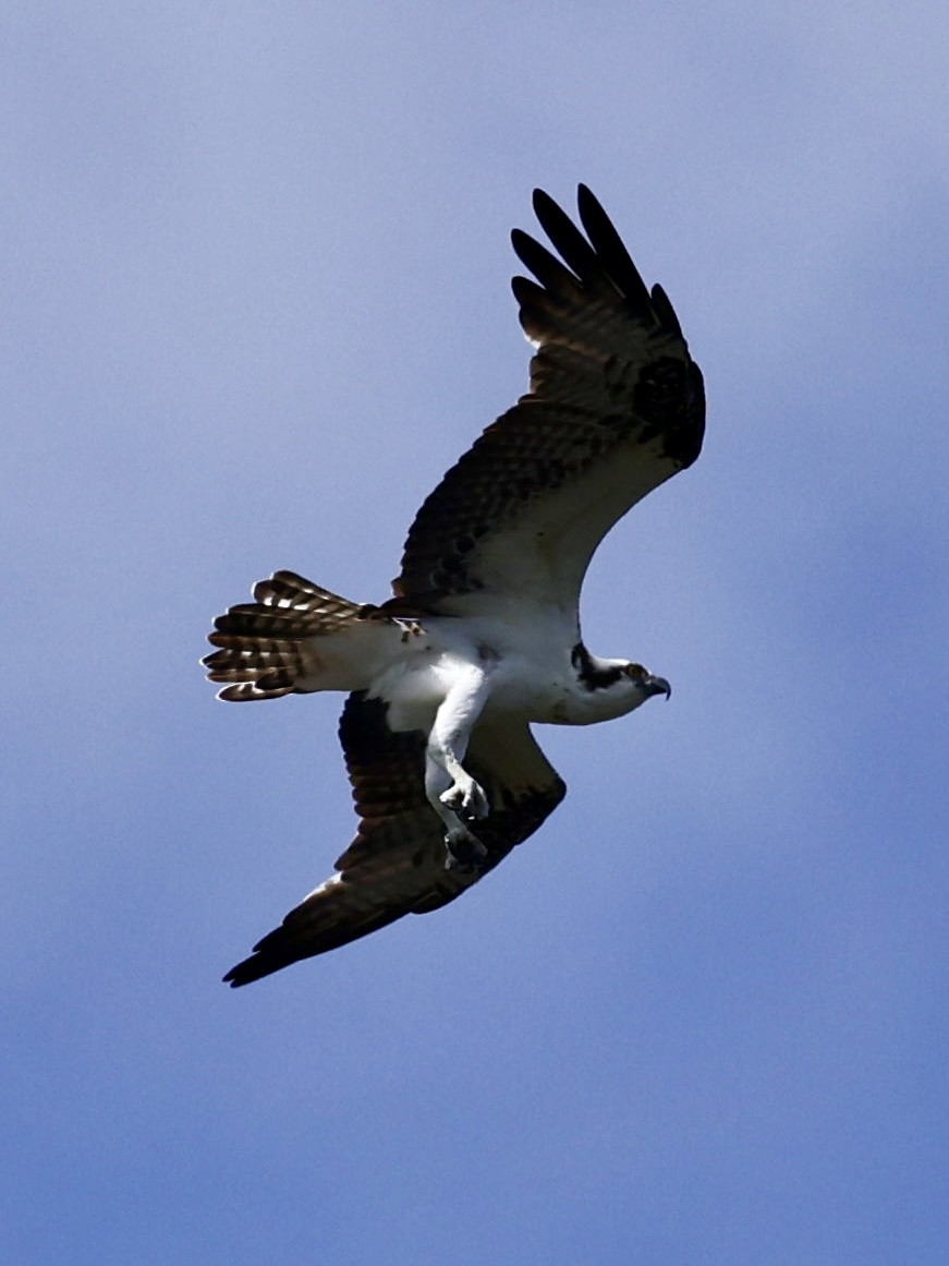 Скопа - ML645190662