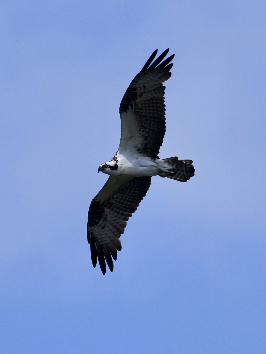 Скопа - ML645190663