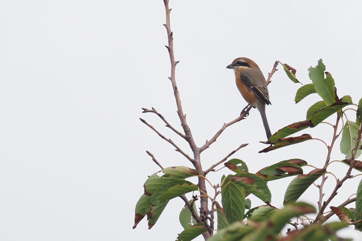 Японский сорокопут - ML645190666