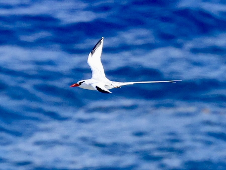 Red-billed Tropicbird - ML645190667