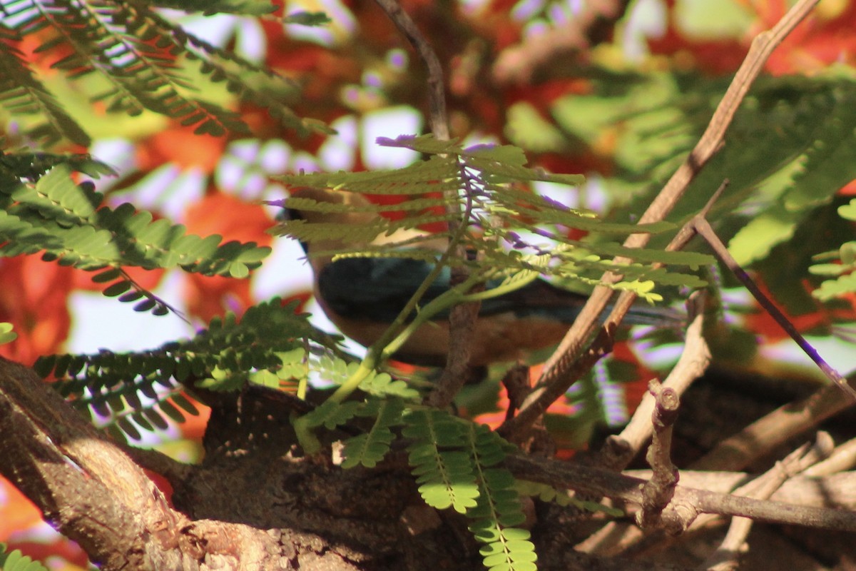 Разноцветная танагра - ML645190668