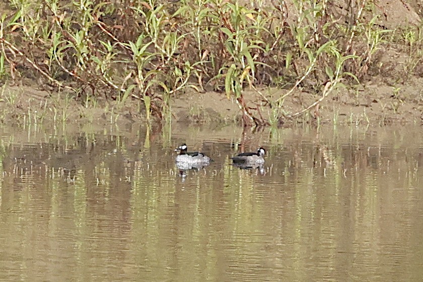 Австралийский блестящий чирок - ML645190670