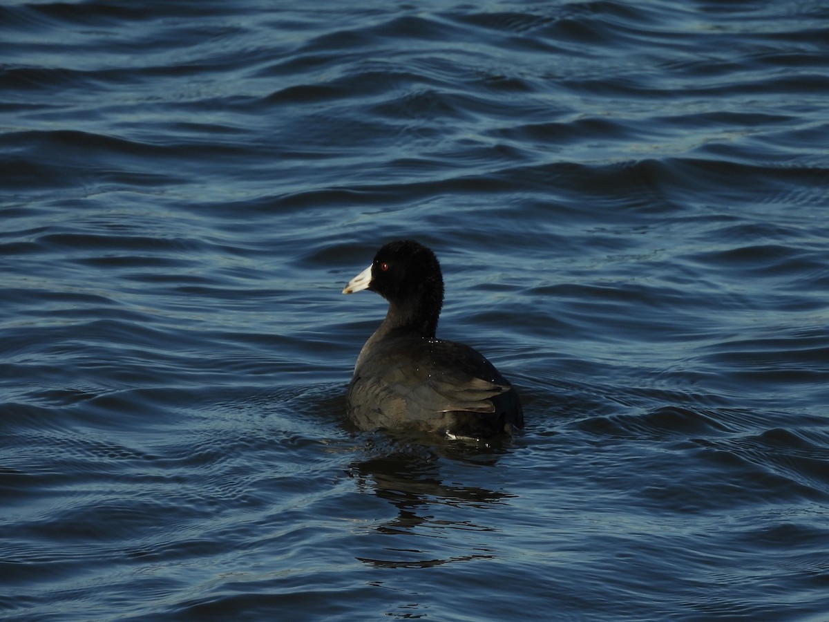 Американская лысуха - ML645190671