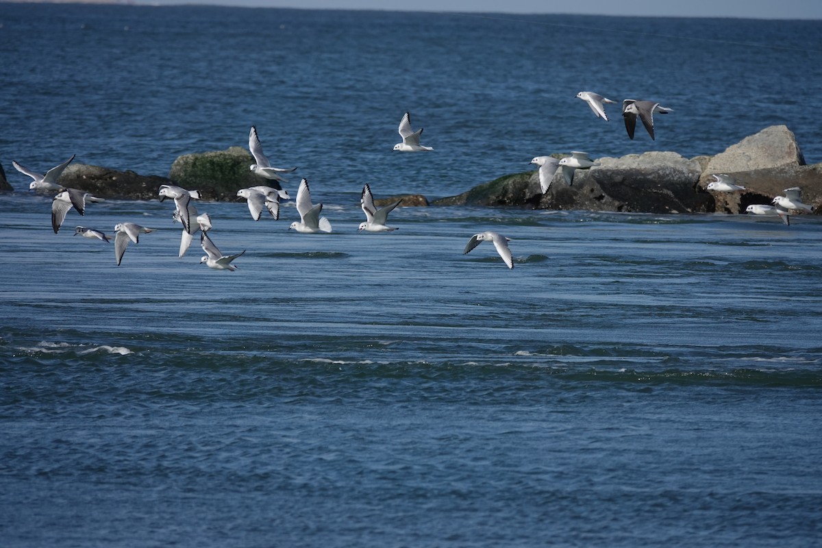 Ацтекская чайка - ML645190673