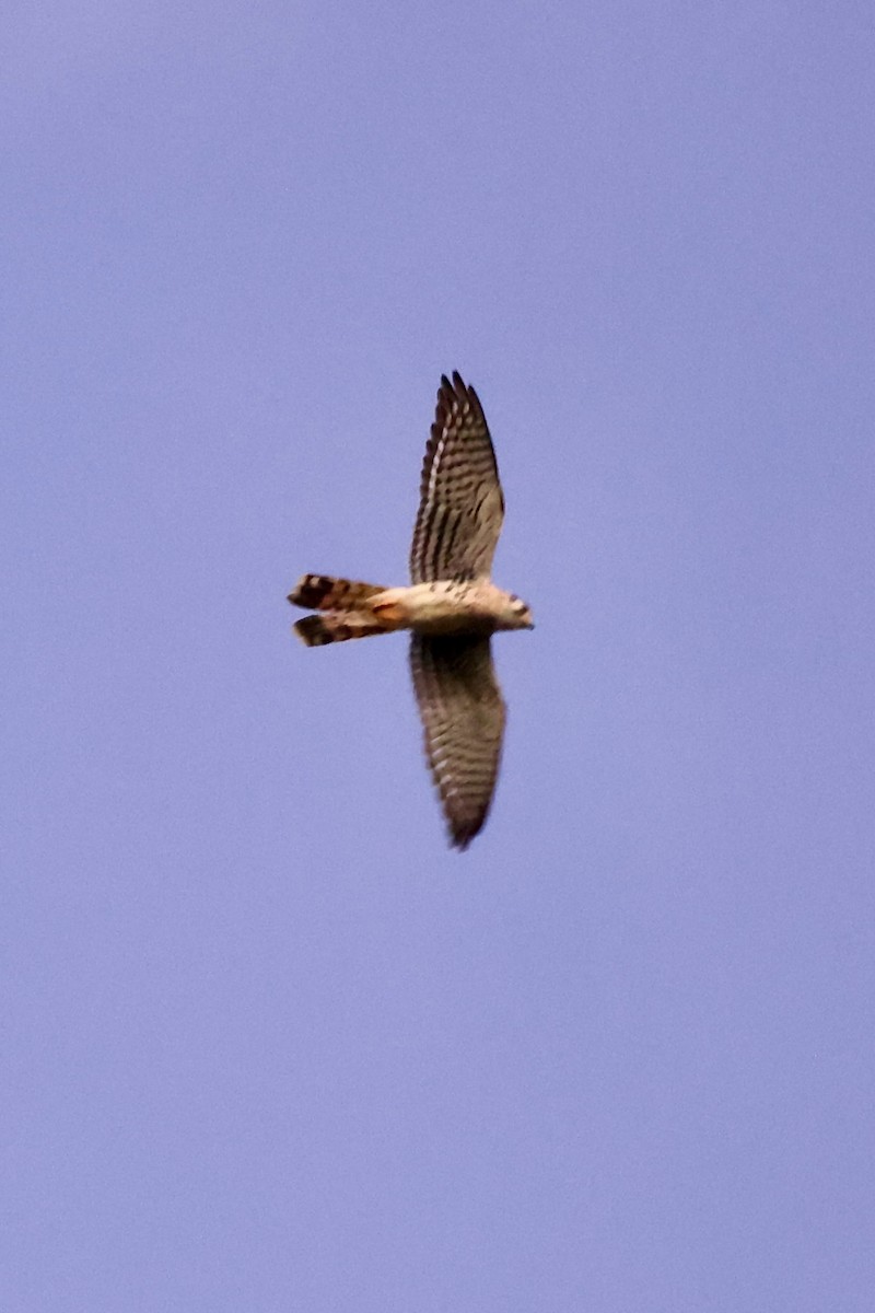 Воробьиная пустельга (caribaearum) - ML645190674