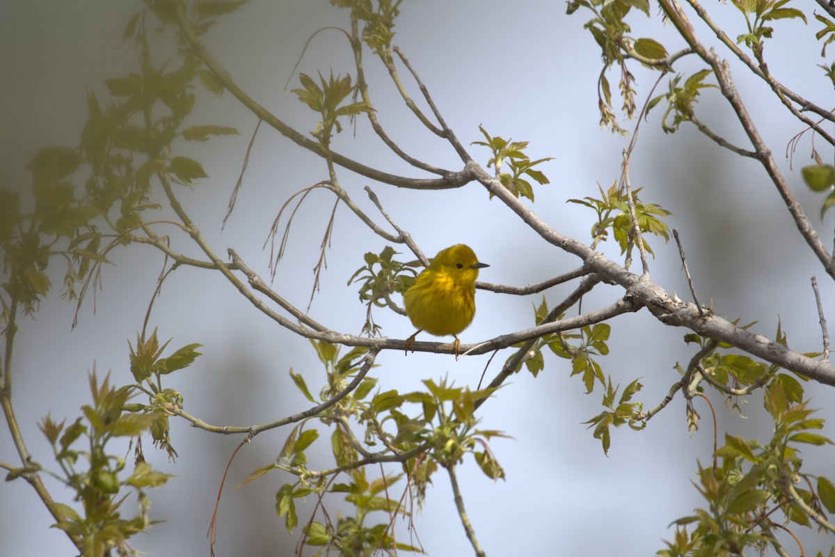 Northern Yellow Warbler - ML645190675