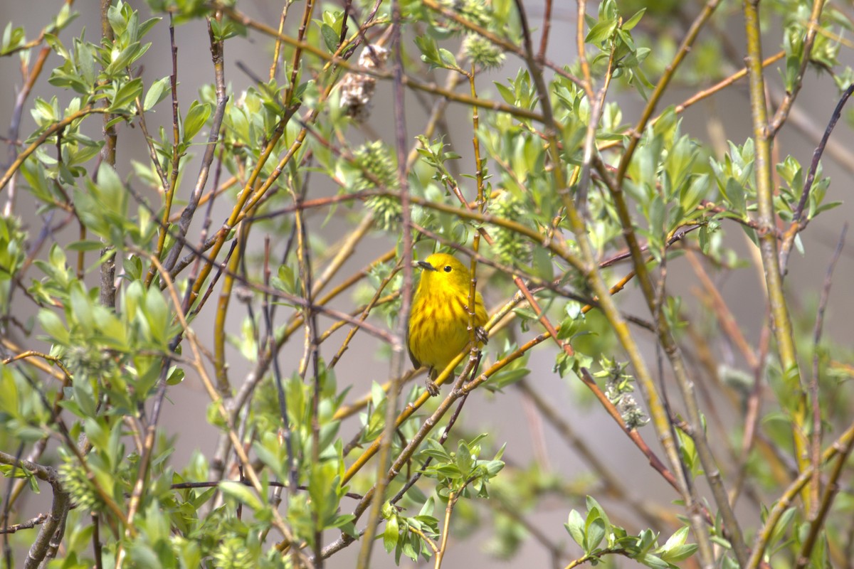 Northern Yellow Warbler - ML645190676