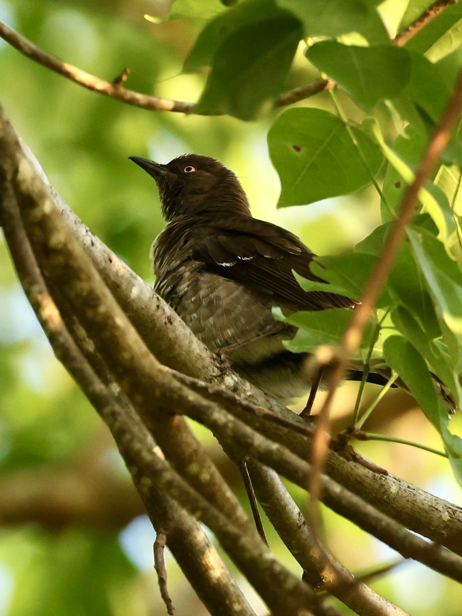 drozdec antilský - ML645190677