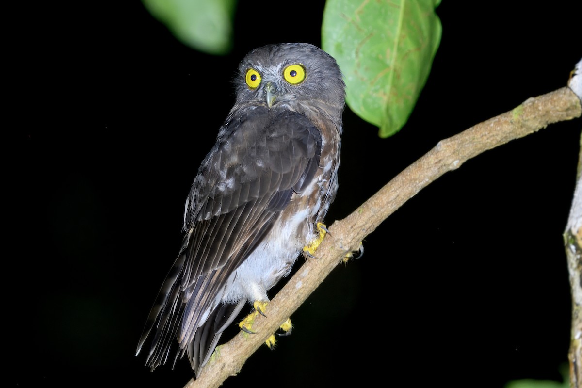 Andaman Boobook - ML645190682