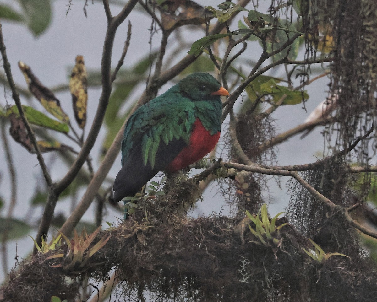 Quetzal doré - ML645190684