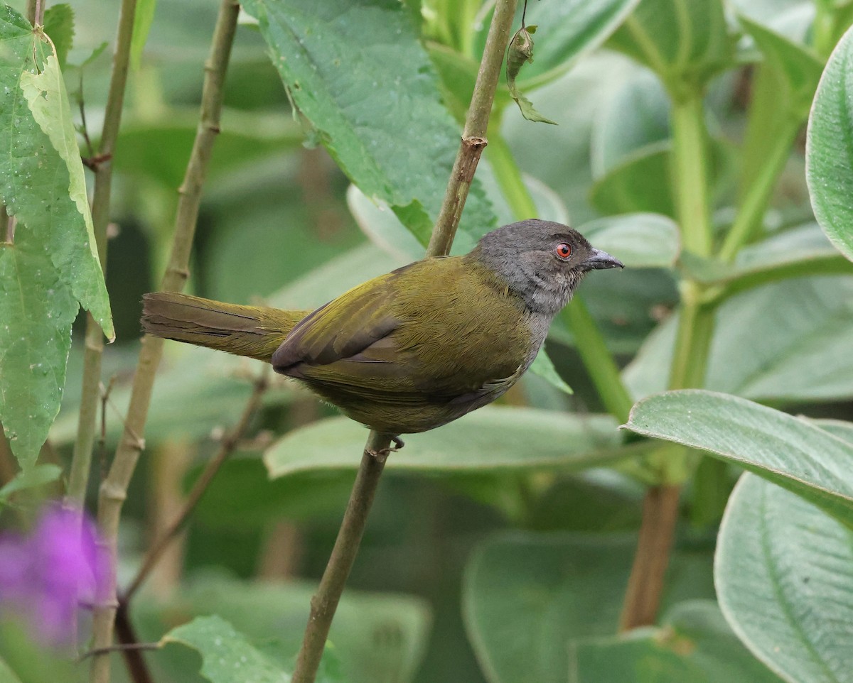 Dusky Chlorospingus - ML645190687