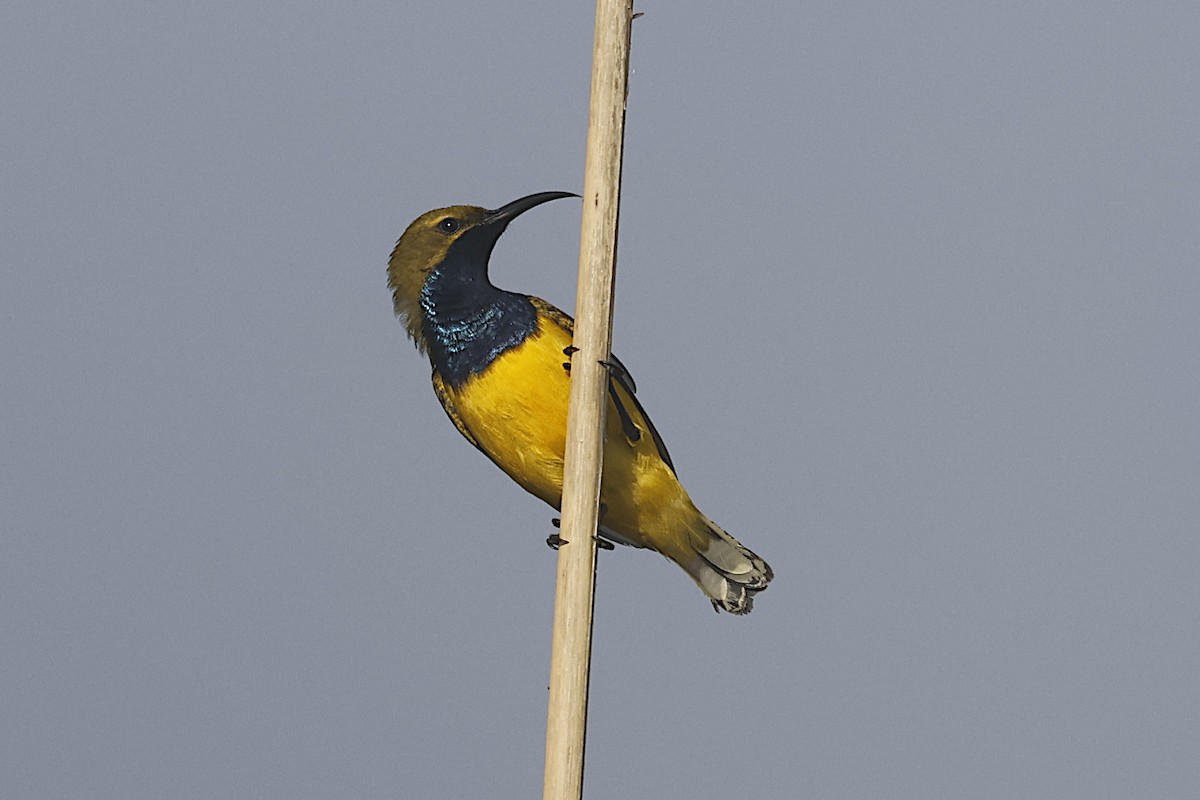 Sahul Sunbird - ML645190689