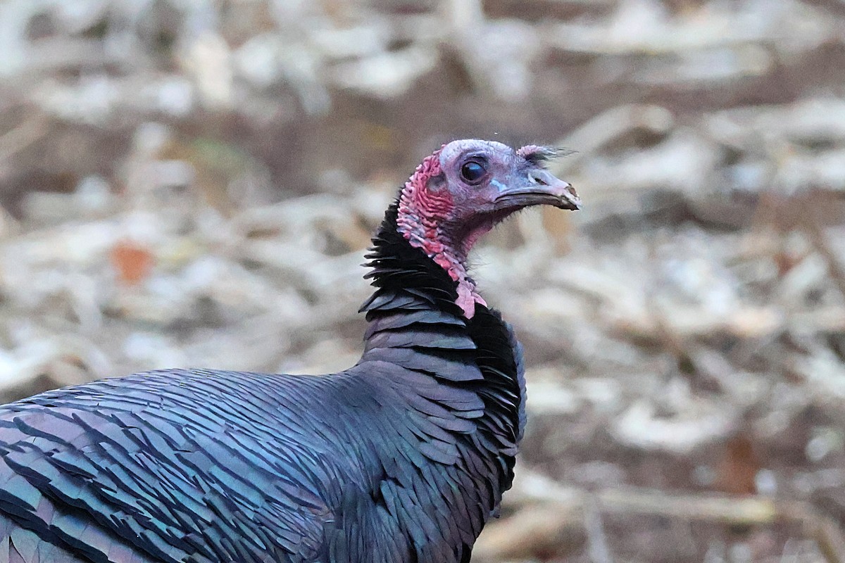 Wild Turkey - ML645190697